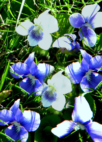 Viola 'Blueberry Blush'